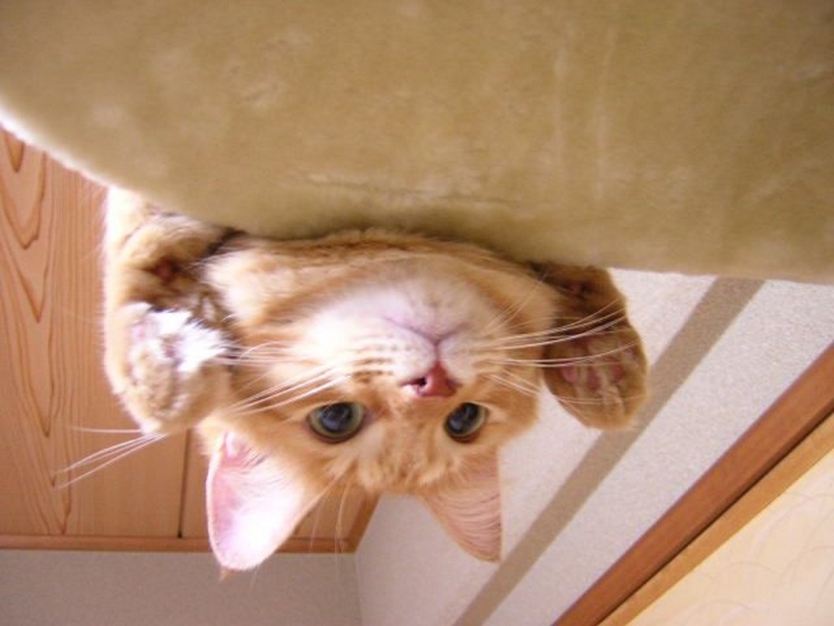 Кот выглядывает сверху