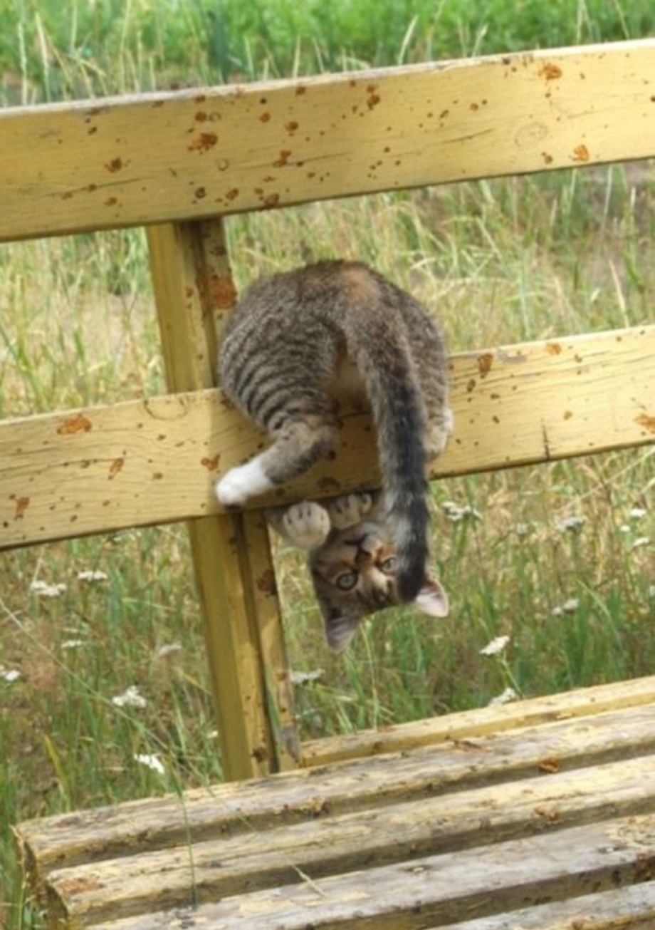 Котенок висит