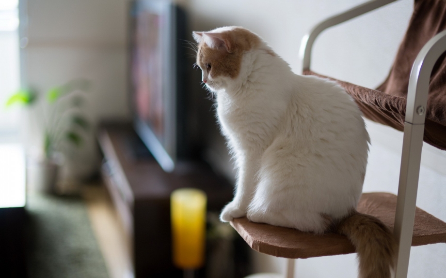 Доить кота