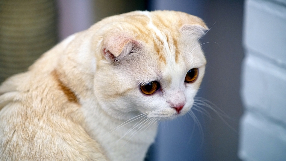 Шотландская вислоухая кошка морда