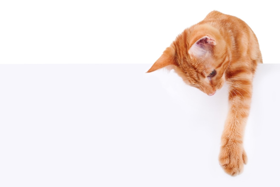 Котик держит в лапках