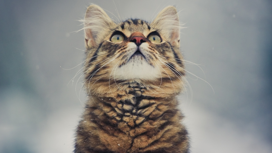 Удивленный котэ