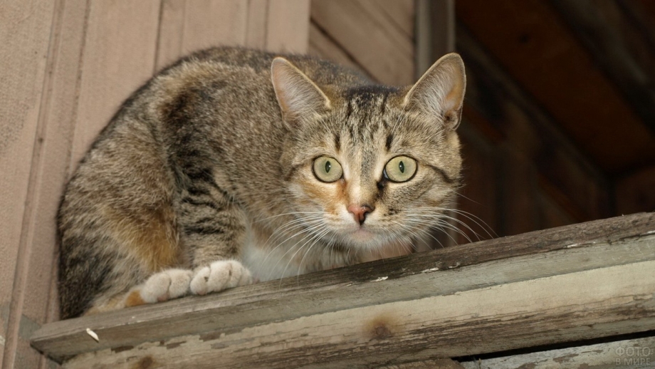 Сарай для кошек