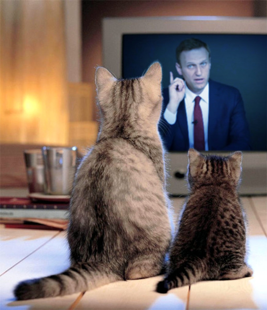 Котенок и телевизор