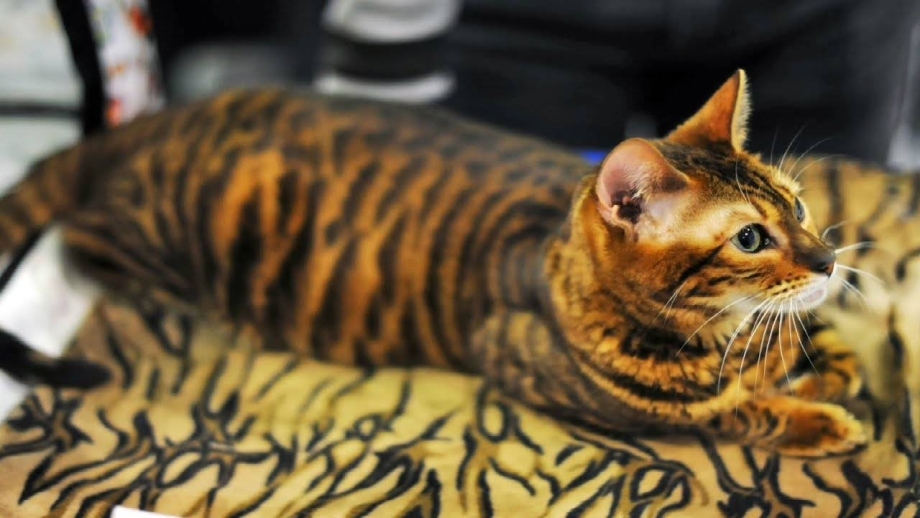 Кошка тойгер котята