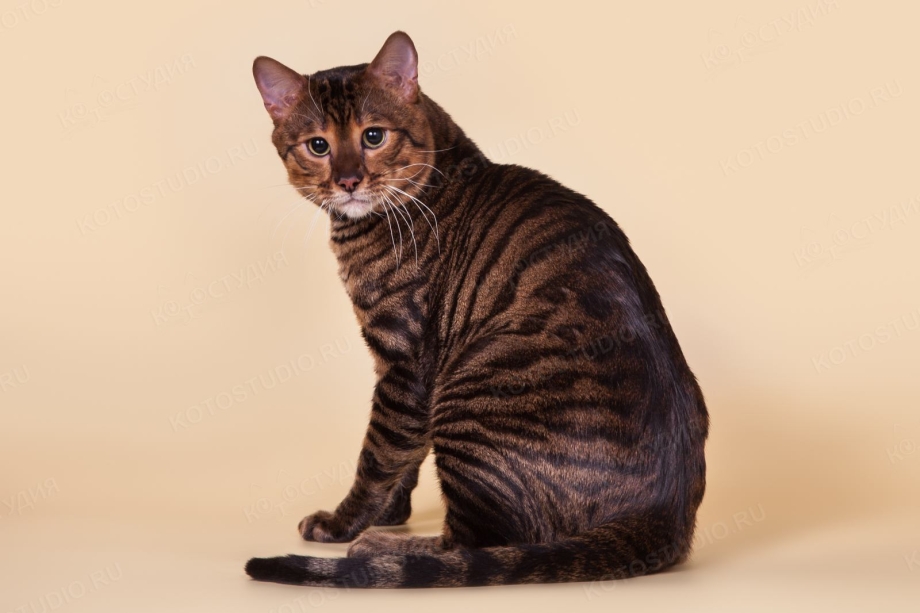 Бенгальская кошка Тигер