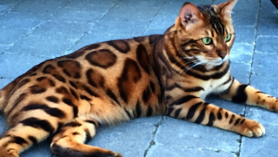 Тойгер кошка серая
