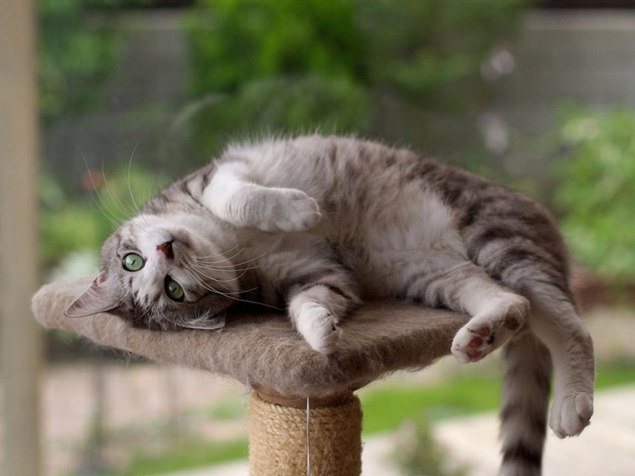 Потешные коты