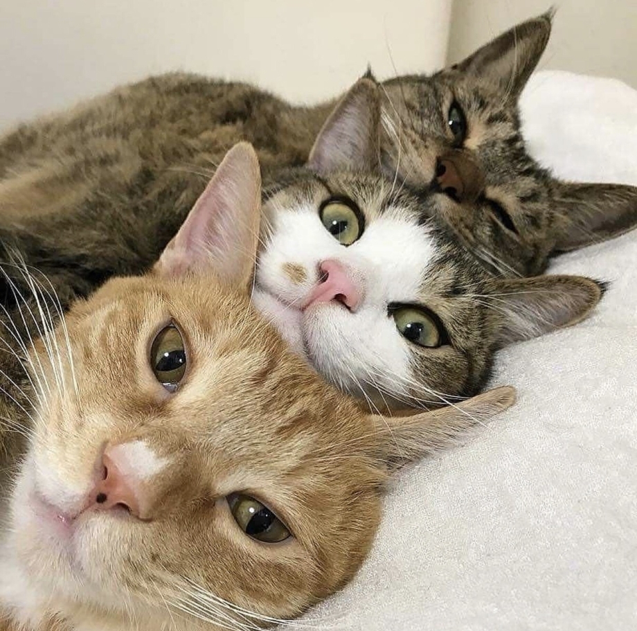 Три смешных кота