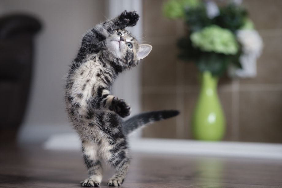 Забавные коты