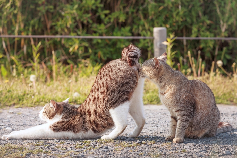 Юморные кошки