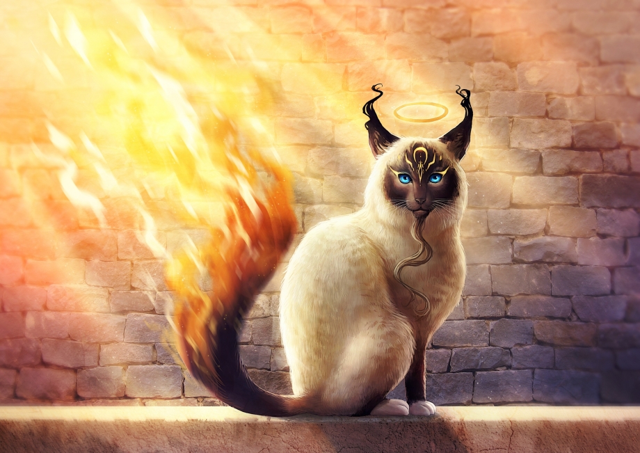 Коты и магия