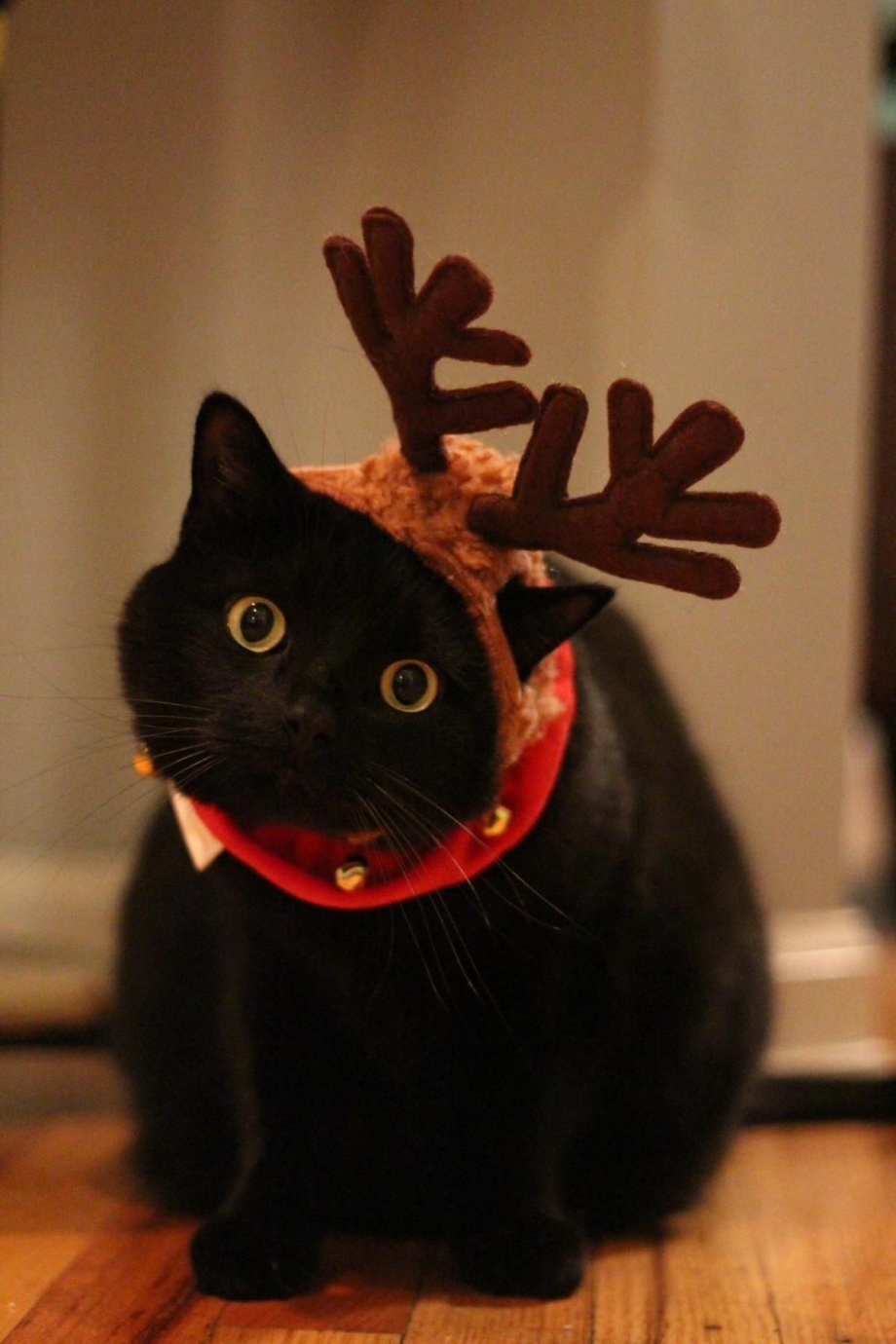 Смешные черные коты