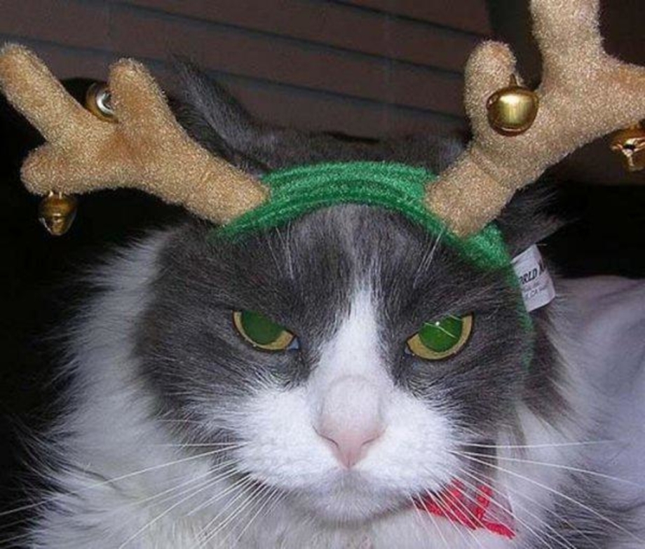 Котик с оленьими рожками