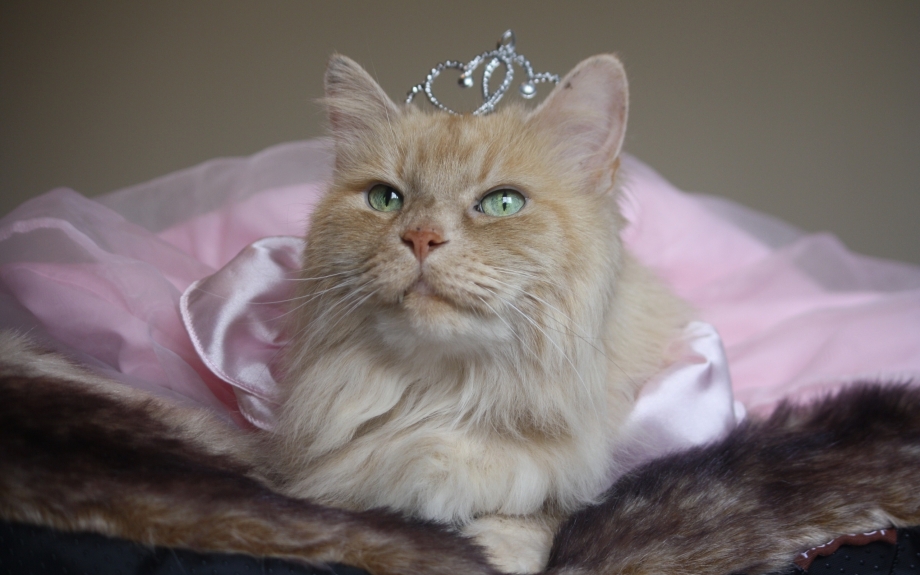 Царственная кошка