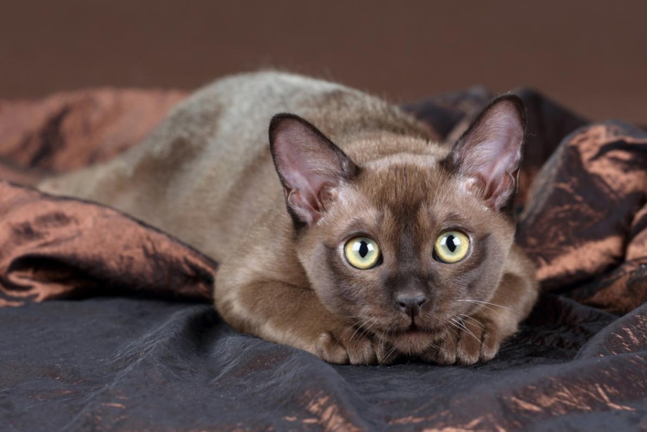 Бурманская кошка