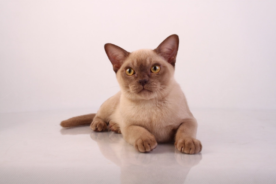 Бурмезская кошка белая