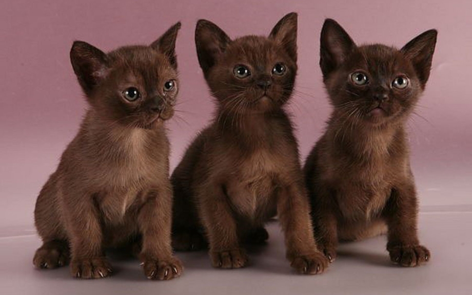 Бурманская кошка котята