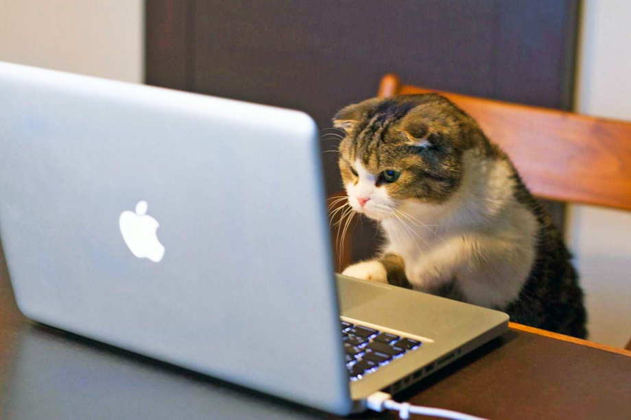 Котик за ноутбуком