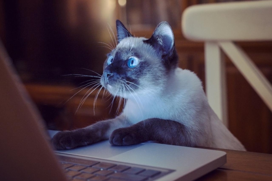 Котенок за компьютером