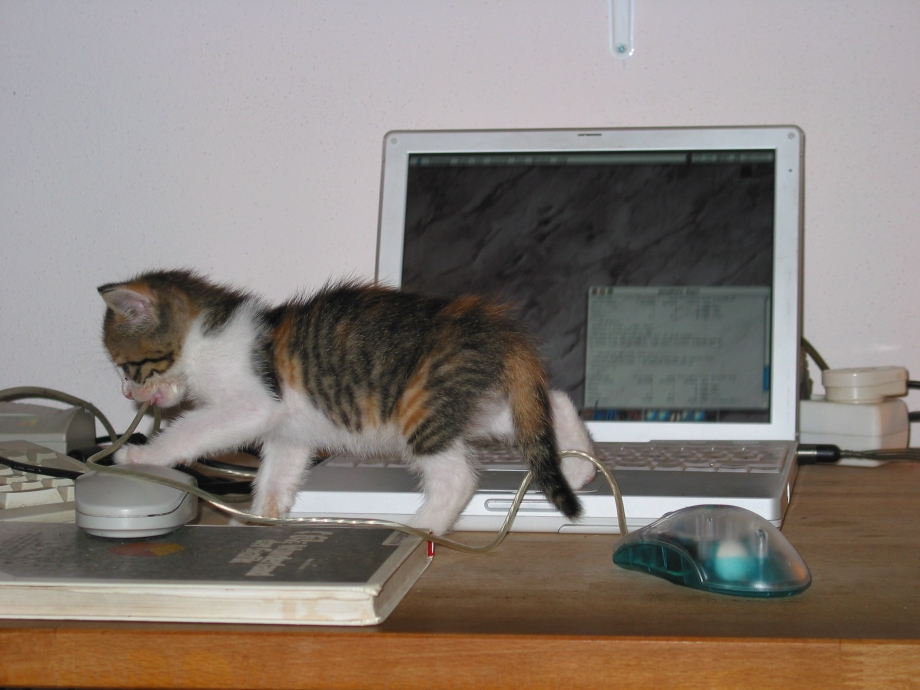 Котенок за компьютером