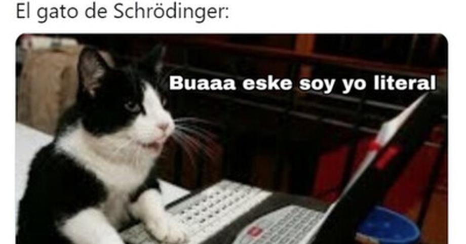 Кот за клавиатурой