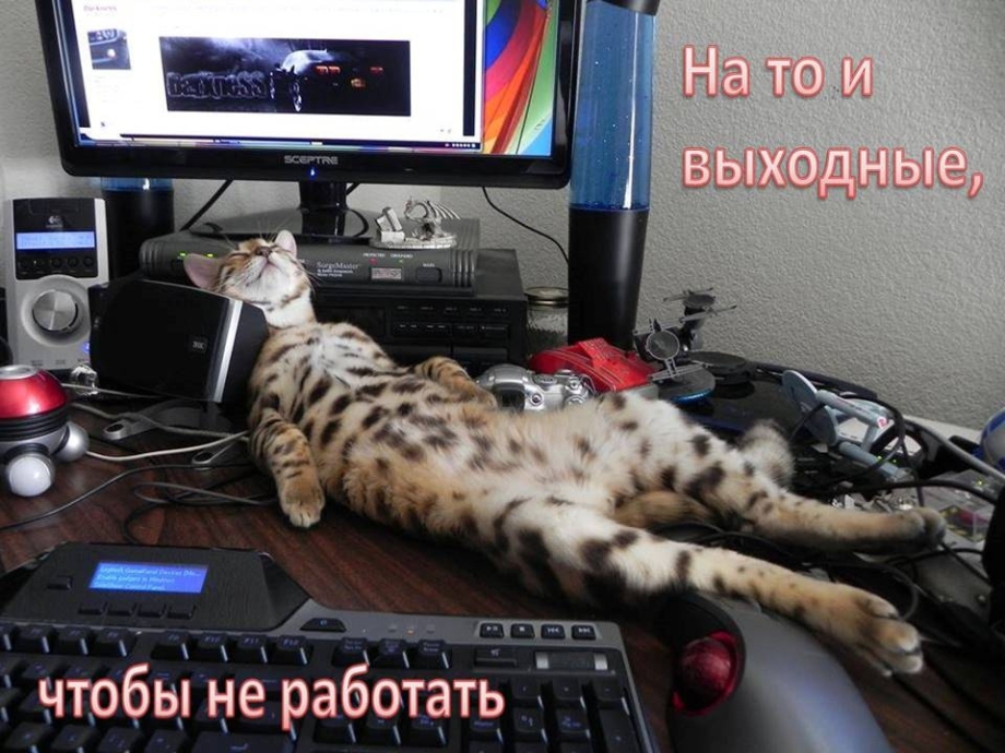 Кот спит на компьютере