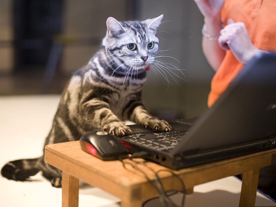 Котенок за компьютером