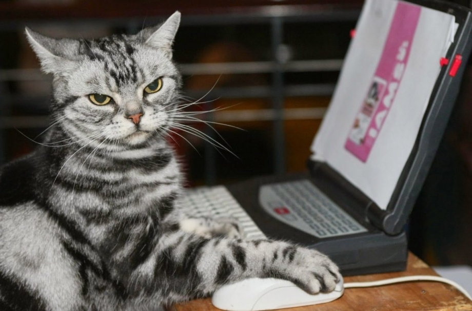 Кошка на работе