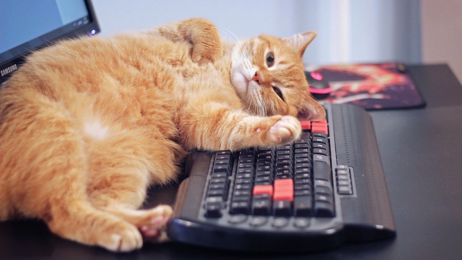 Котик за компьютером