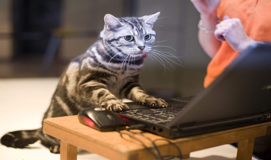 Котенок за компьютером