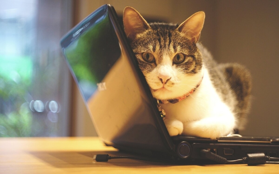 Коты за компьютером