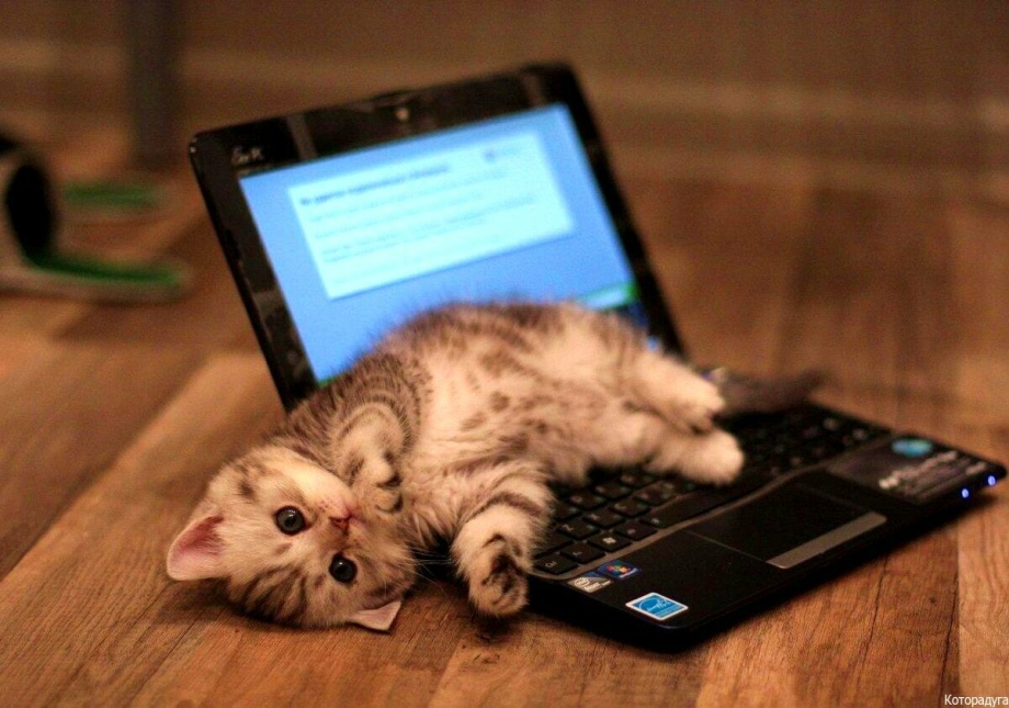Котенок за компьютером