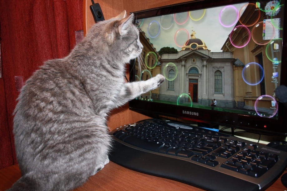 Котик и компьютер