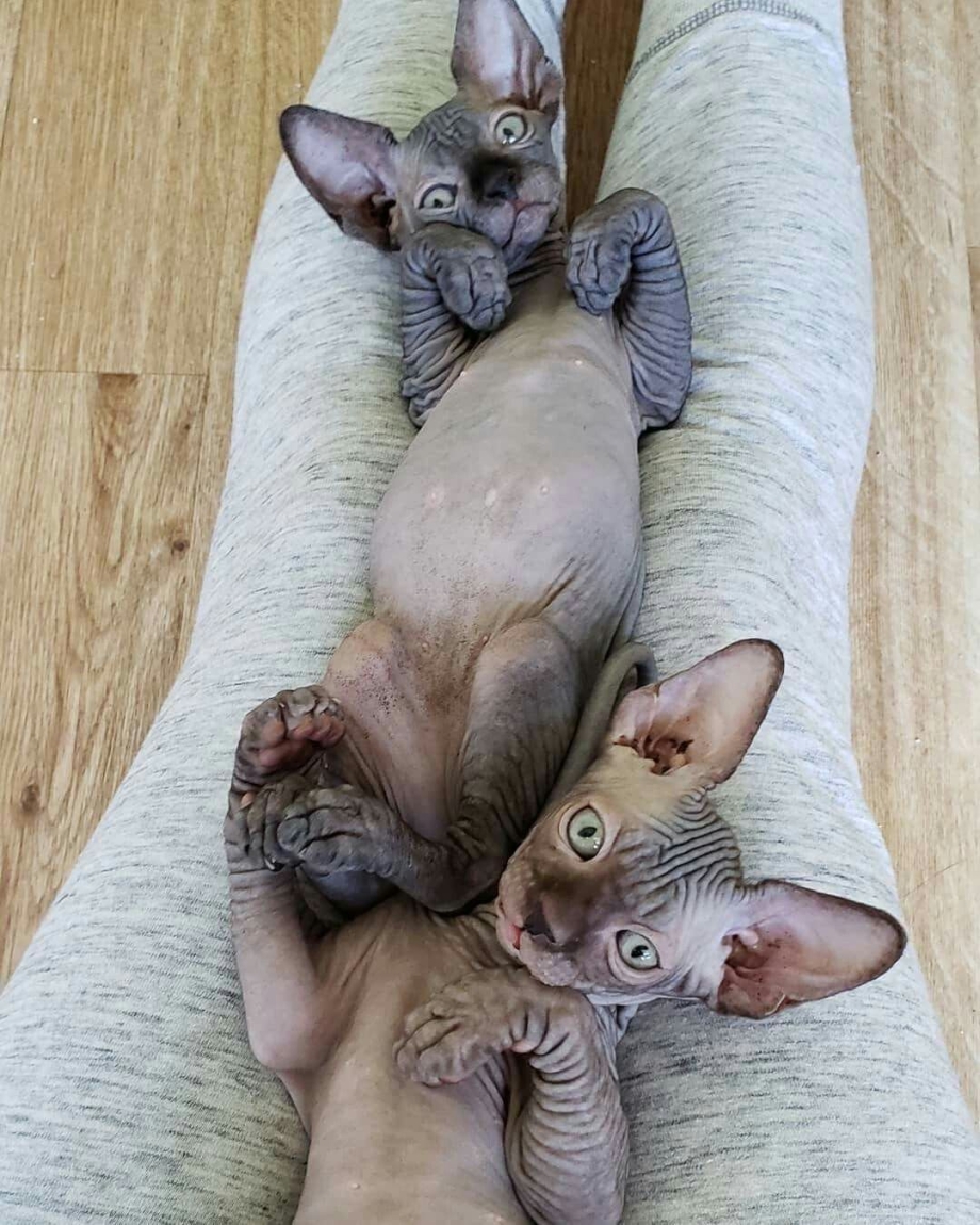 Котов сфинксов