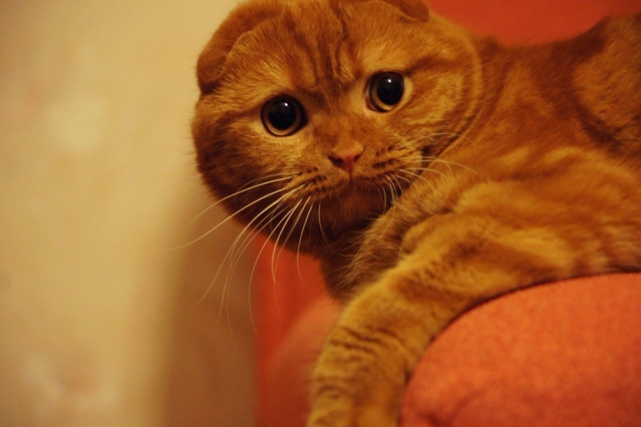 Рыжий вислоухий котенок британец