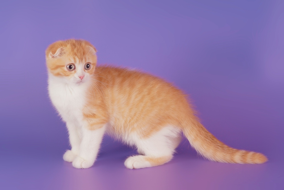 Рыжий шотландский вислоухий котенок