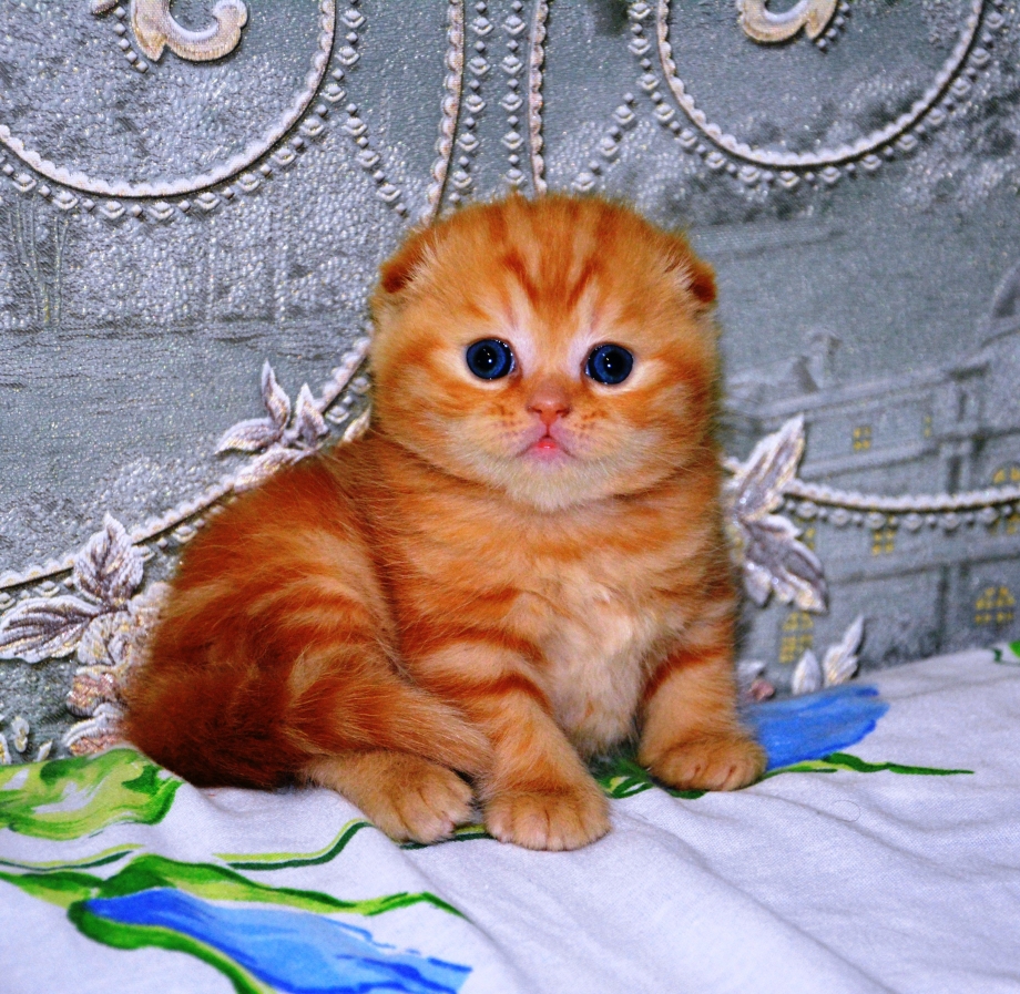 Шотландская вислоухая кошка рыжая
