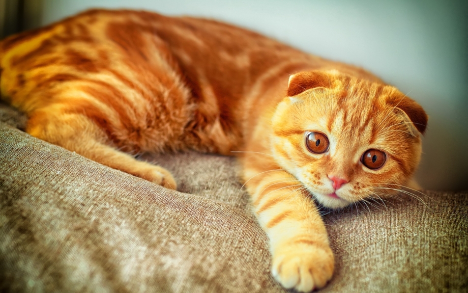 Шотландская вислоухая кошка рыжая