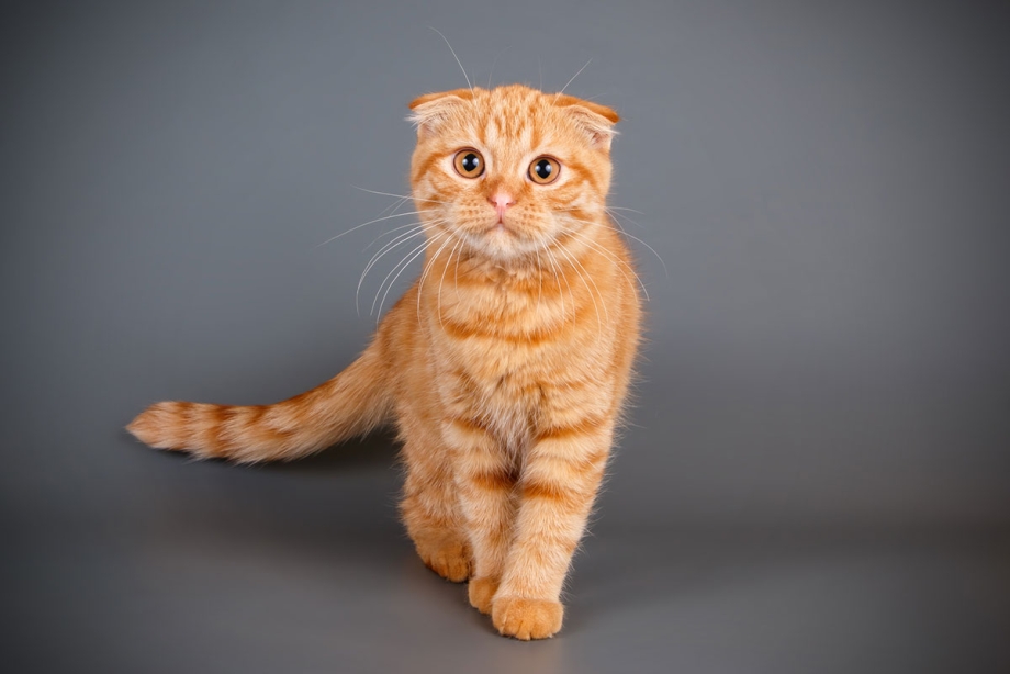 Шотландский скоттиш фолд рыжий