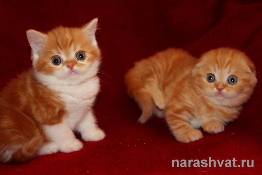 Шотландская вислоухая кошка