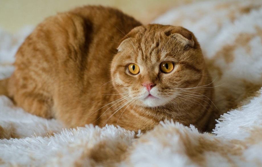Шотландская вислоухая кошка рыжая