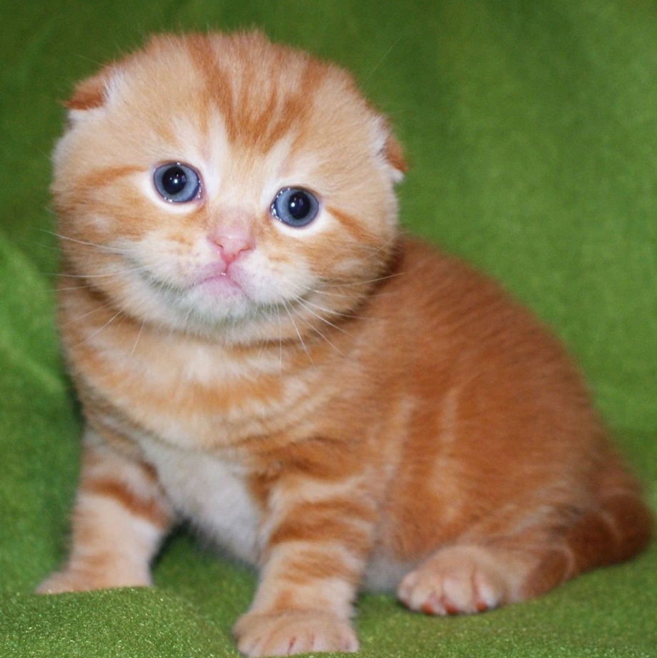 Скоттиш фолд