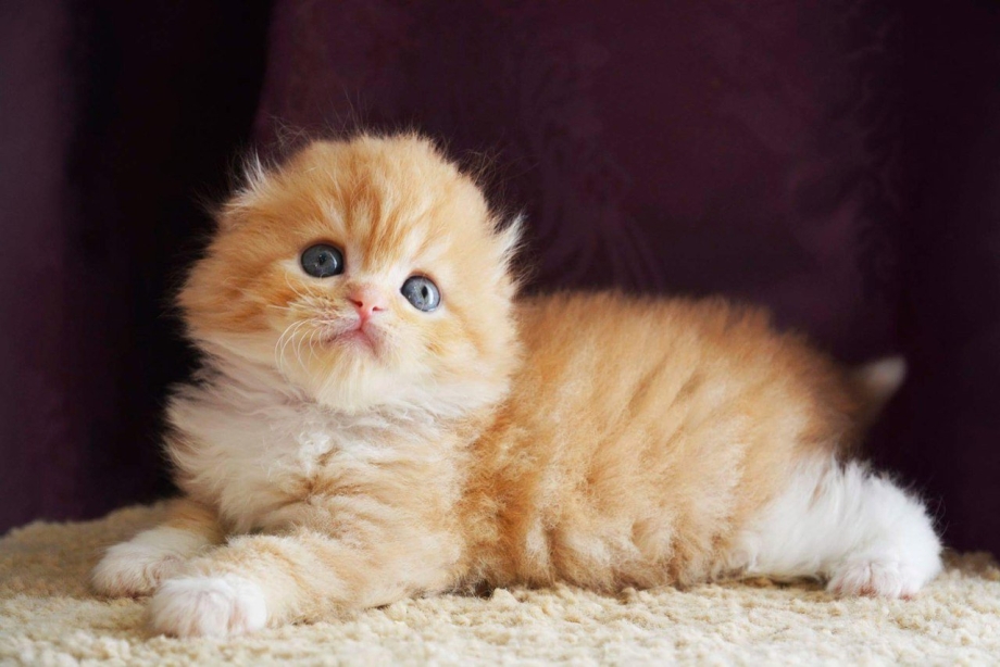 Скоттиш фолд страйт рыжий