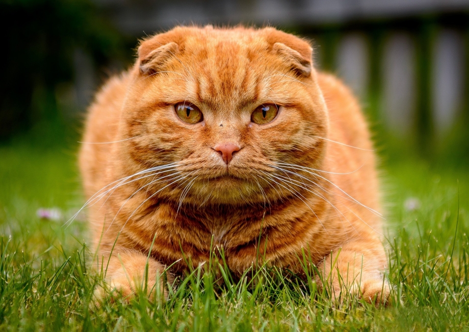 Скоттиш фолд Беби фейс