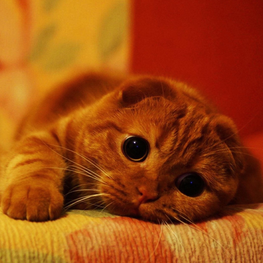 Скоттиш фолд вислоухий рыжий котенок