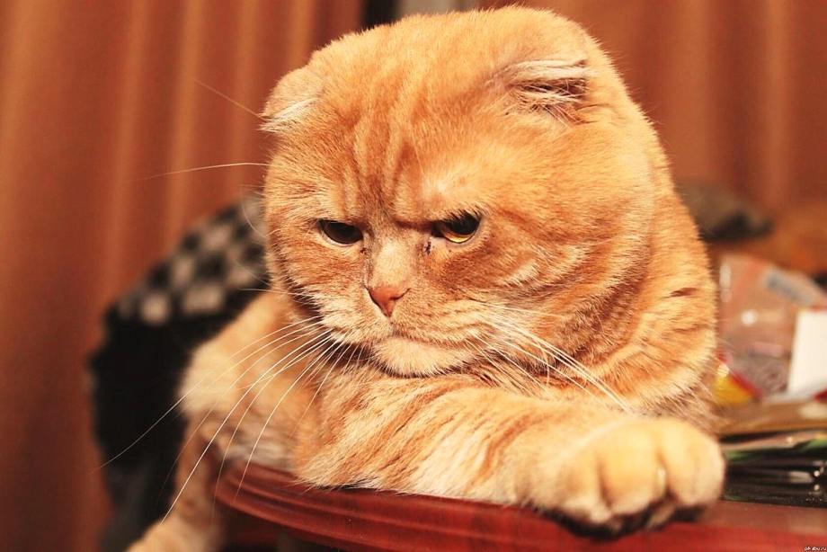 Шотландский скоттиш фолд рыжий