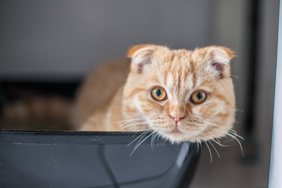 Скоттиш фолд рыжий