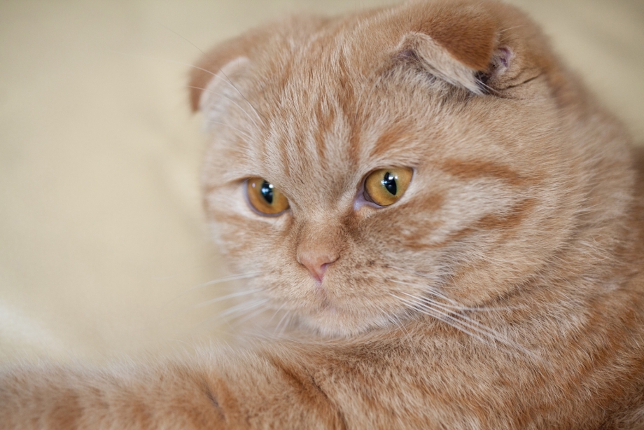 Шотландская вислоухая кошка рыжая