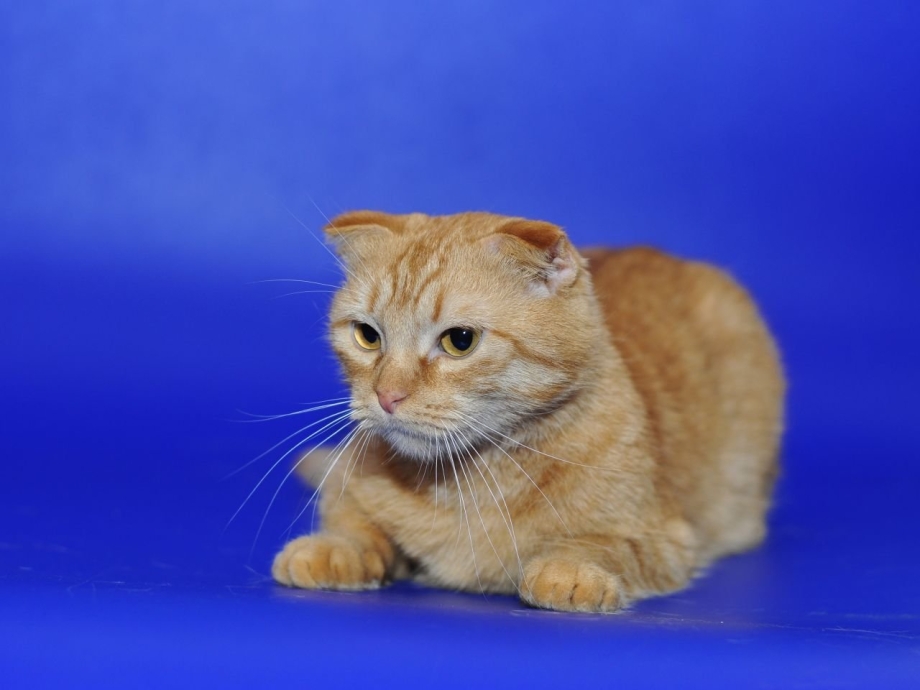 Шотландская кошка скоттиш фолд
